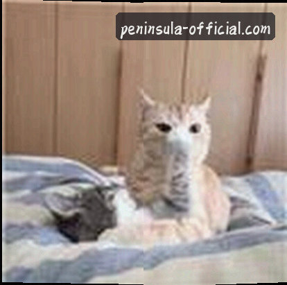 王磊
